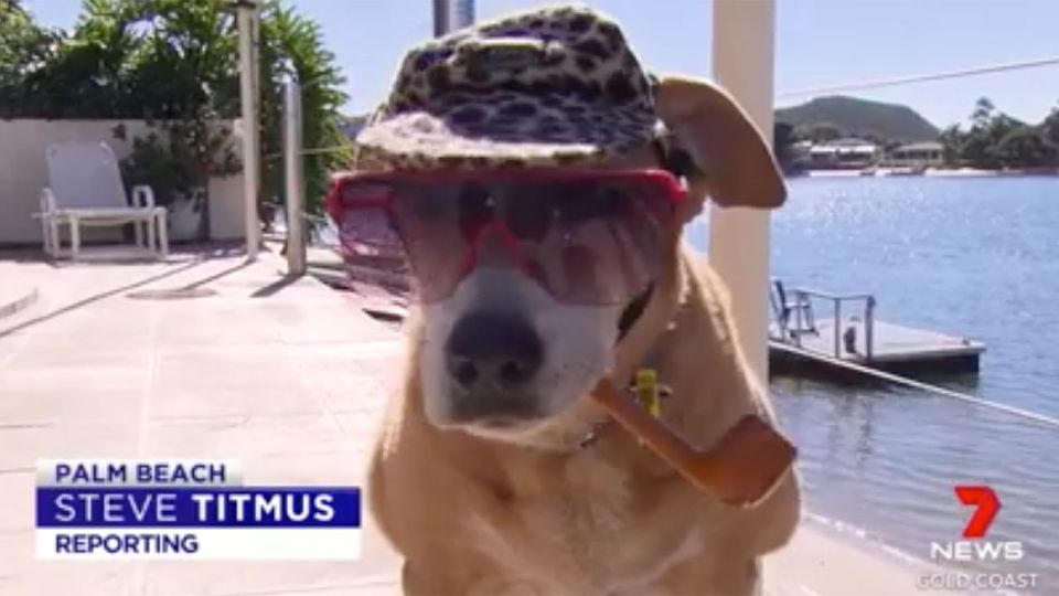Pipe Smoking Dog Saves Life. Being Called Hero