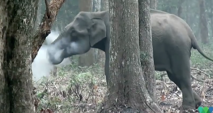 ELEPHANTS OBSERVED ENJOYING A GOOD SMOKE