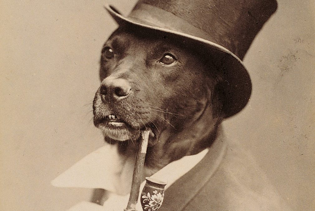 Pipe Smoking Dog Featured in Historical K-9 Photography Exhibit