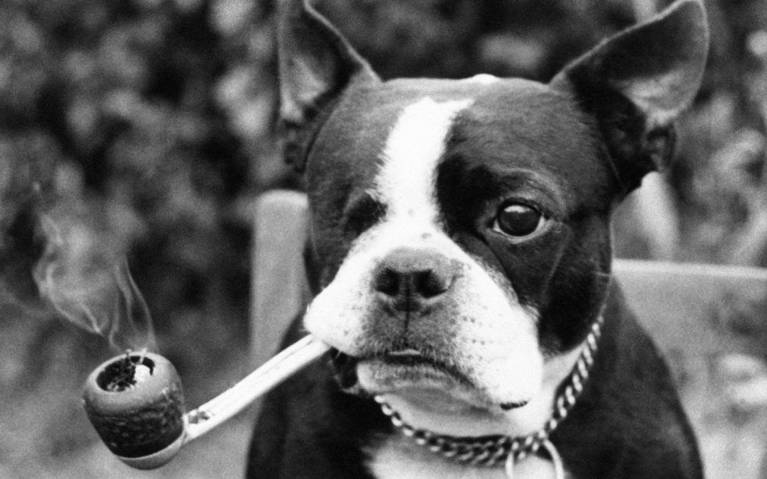 Iconic Photos Taken On This Date In History Includes Pipe Smoking Dog