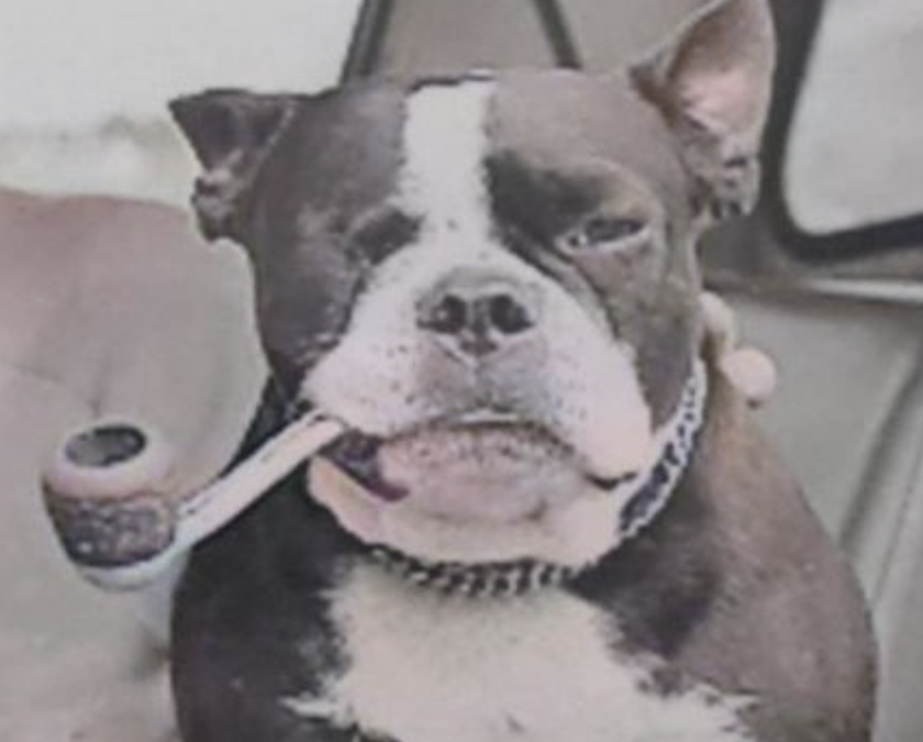 Butch the Famous Pipe Smoking Bull Terrier Preserved in Exeter